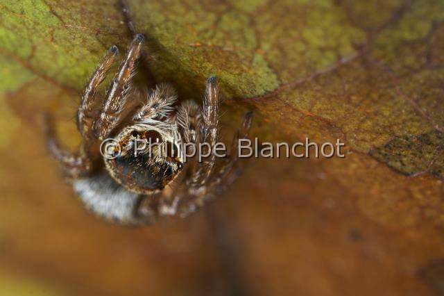 Salticidae_4740.JPG - France, Araneae, Salticidae, Araignée sauteuse ou Saltique (Evarcha arcuata), femelle, Jumping spider